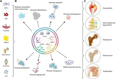 Engineered extracellular vesicles as therapeutics of degenerative orthopedic diseases